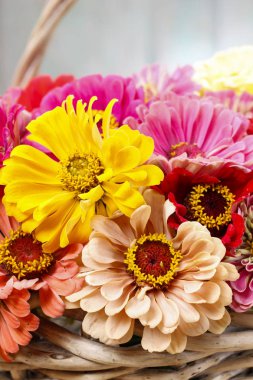 Zinnia sonbahar çiçekler