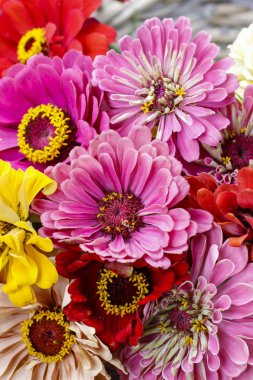 Zinnia sonbahar çiçekler