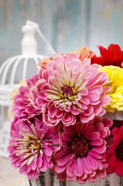 Zinnia sonbahar çiçekler