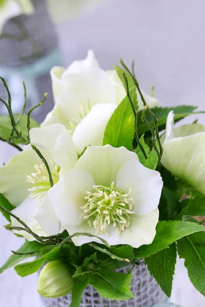 Hellebore flowers (helleborus orientalis) — Stock Photo, Image