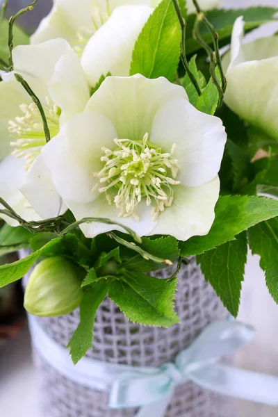 Hellebore flowers (helleborus orientalis) — Stock Photo, Image