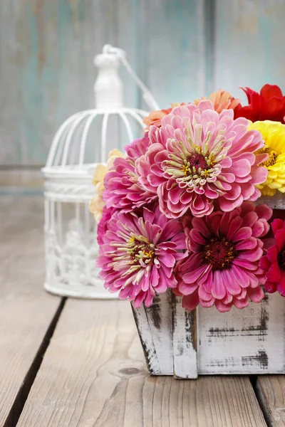 Zinnia herfst bloemen — Stockfoto