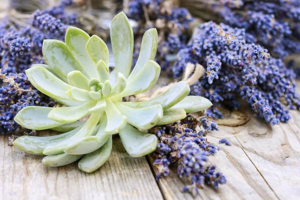 Echeveria bitki ve lavanta twigs — Stok fotoğraf