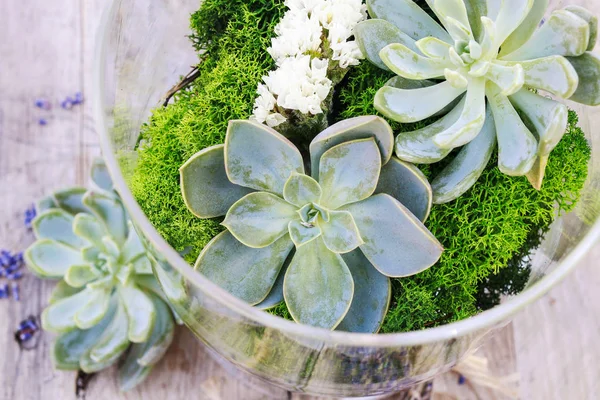 Succulents (echeveria) and moss in glass jar. — Stock Photo, Image