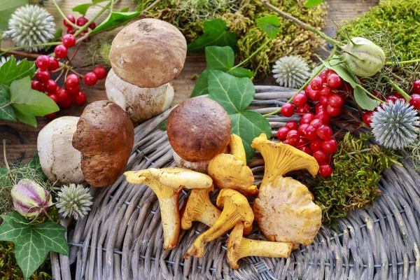 Cantharellus cibarius, commonly known as the chanterelle, golden — Stock Photo, Image