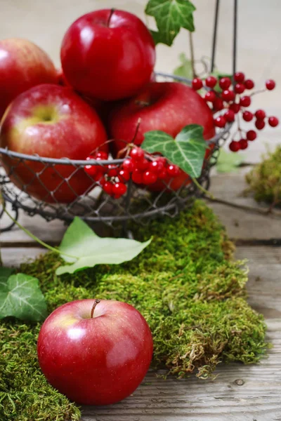 Red apples and moss, autumn home decoration idea — Stock Photo, Image