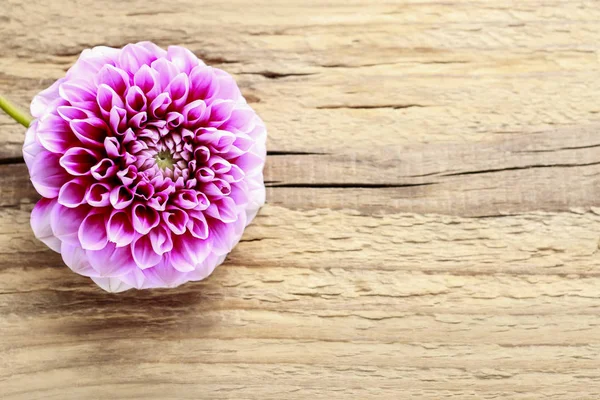 Dahlia flor em madeira — Fotografia de Stock
