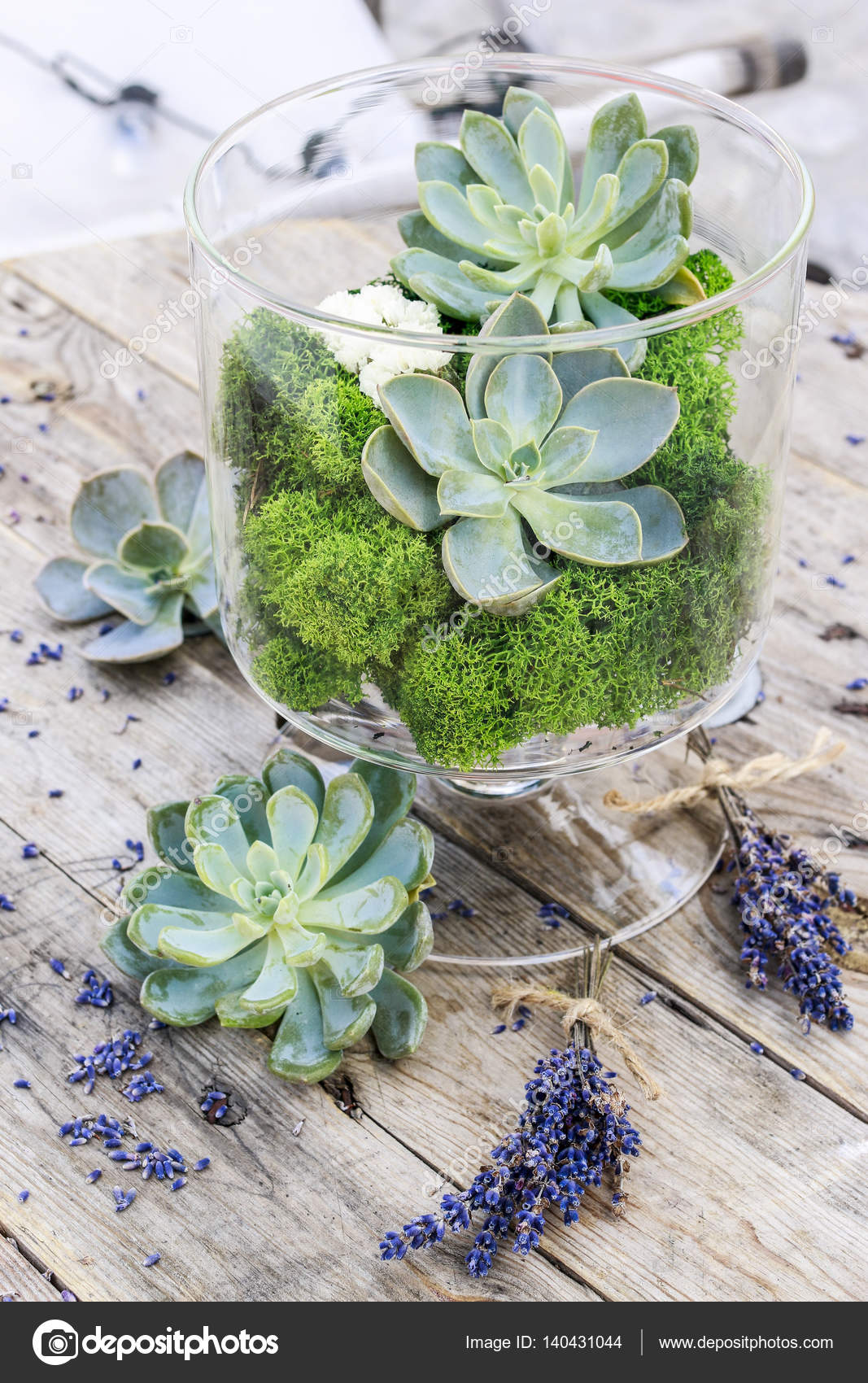 Piante Grasse Echeveria E Muschio In Vaso Di Vetro E