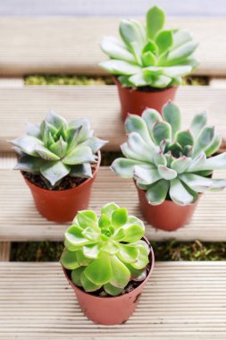 Etli bitkiler (echeveria)