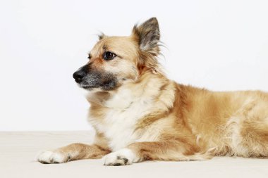 Köpek yerde yatıyor.