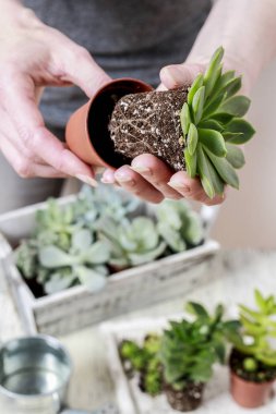 Kadın dikim succulents