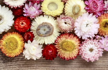 Helichrysum bracteatum - sonsuz çiçekler