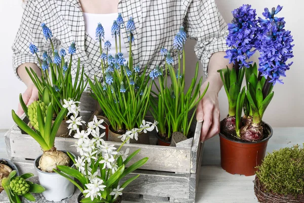 Donna che lavora con fiori primaverili — Foto Stock