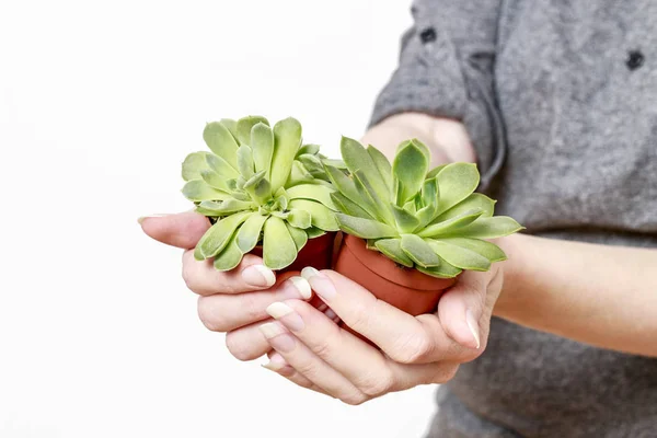 女人控股肉质植物 — 图库照片