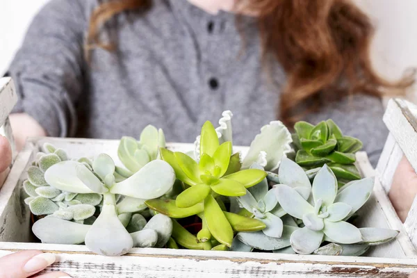 女人控股框与多肉植物 — 图库照片