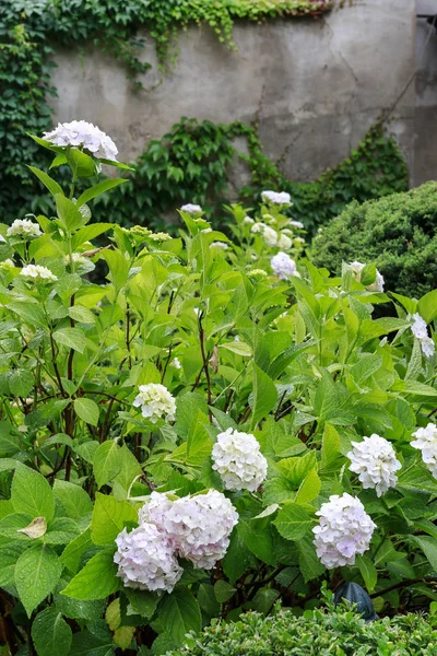 Vit Hortensia (hydrangea) i trädgården. — Stockfoto