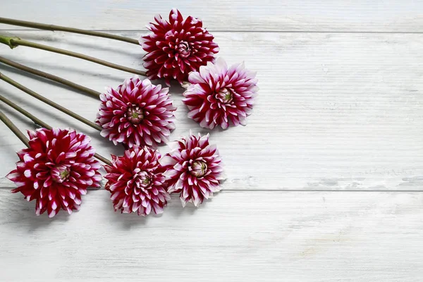 Dahlia flowers on wood — Stock Photo, Image