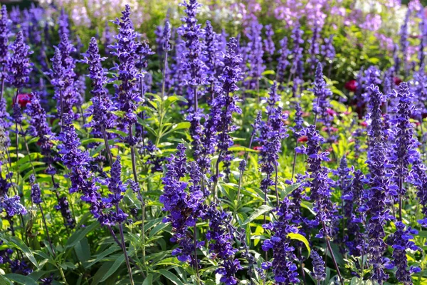 Campo de lavanda en el jardín — Foto de Stock