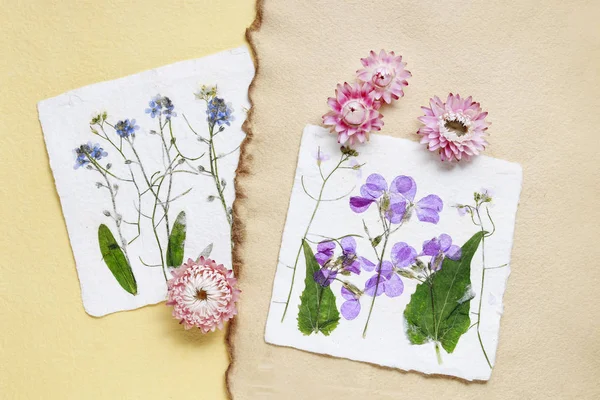 Droog geperste bloemen op vintage papier achtergrond — Stockfoto