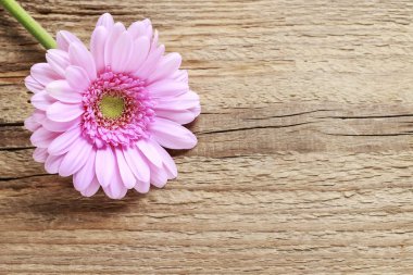 Ahşap arka plan, kopya alanı tek pembe gerbera daisy