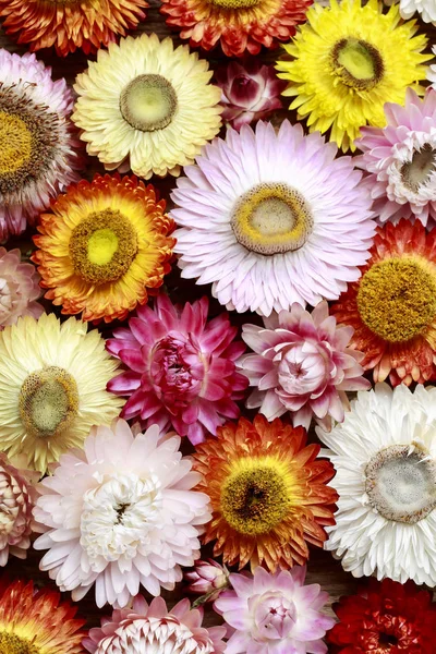 Helichrysum bracteatum - everlasting flowers — Stock Photo, Image