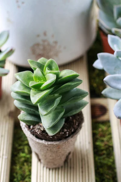 Plantas suculentas no jardim — Fotografia de Stock