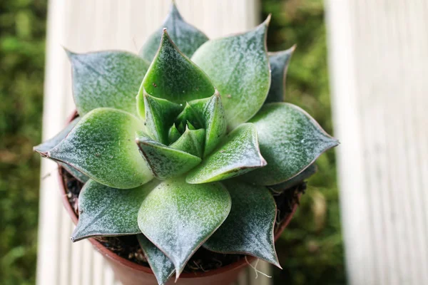 Plantas suculentas no jardim — Fotografia de Stock