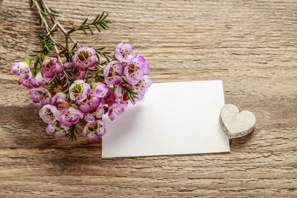 Tarjeta de papel en blanco y ramo de flores de camelaucio (cera) o — Foto de Stock