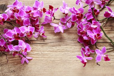 Ahşap üzerine güzel pembe orkide çiçekler