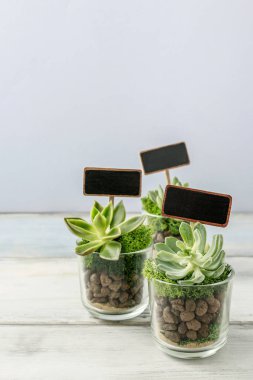 Glas etli bitkiler ile düğün Konuklar için güzel sunar