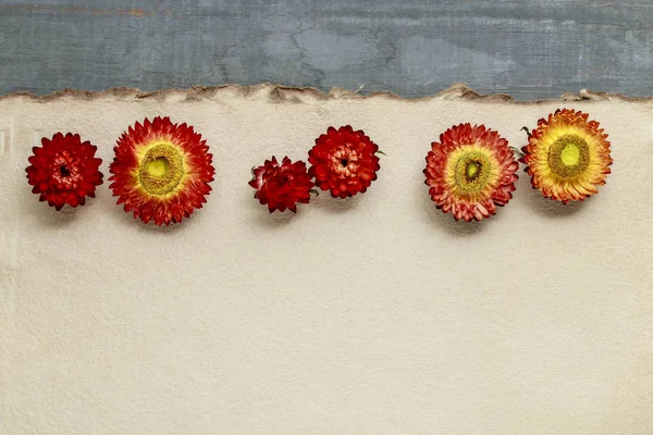 Helichrysum bracteatum - everlasting flowers — Stock Photo, Image