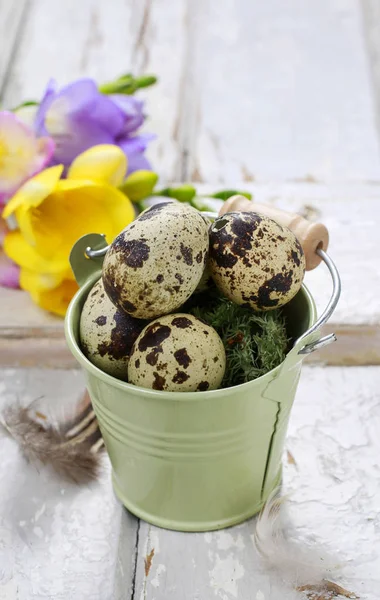 Huevos de codorniz en cubo verde —  Fotos de Stock