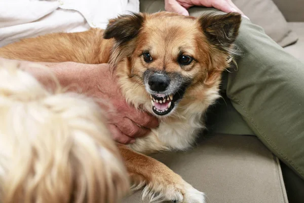 Perro gruñe a otro perro — Foto de Stock