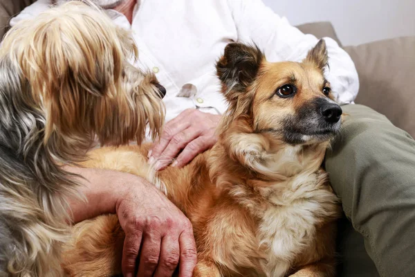 Dos perros junto con su dueño — Foto de Stock