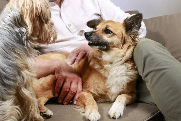 Perro gruñe a otro perro — Foto de Stock