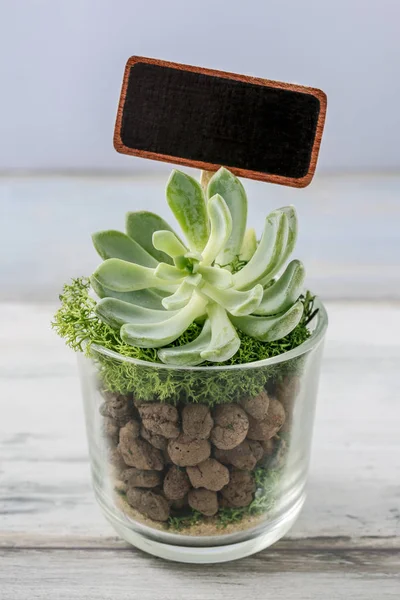 Прекрасные подарки для гостей свадьбы с сочными растениями в глазе — стоковое фото