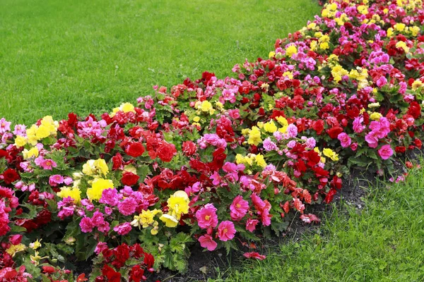 Aiuola con fiori misti rossi, rosa e gialli . Foto Stock