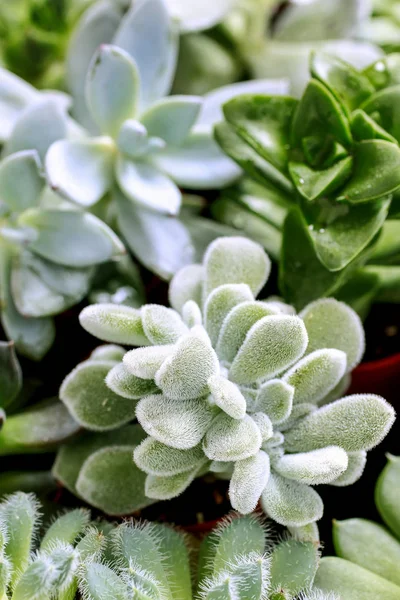 Miscela di succulente — Foto Stock