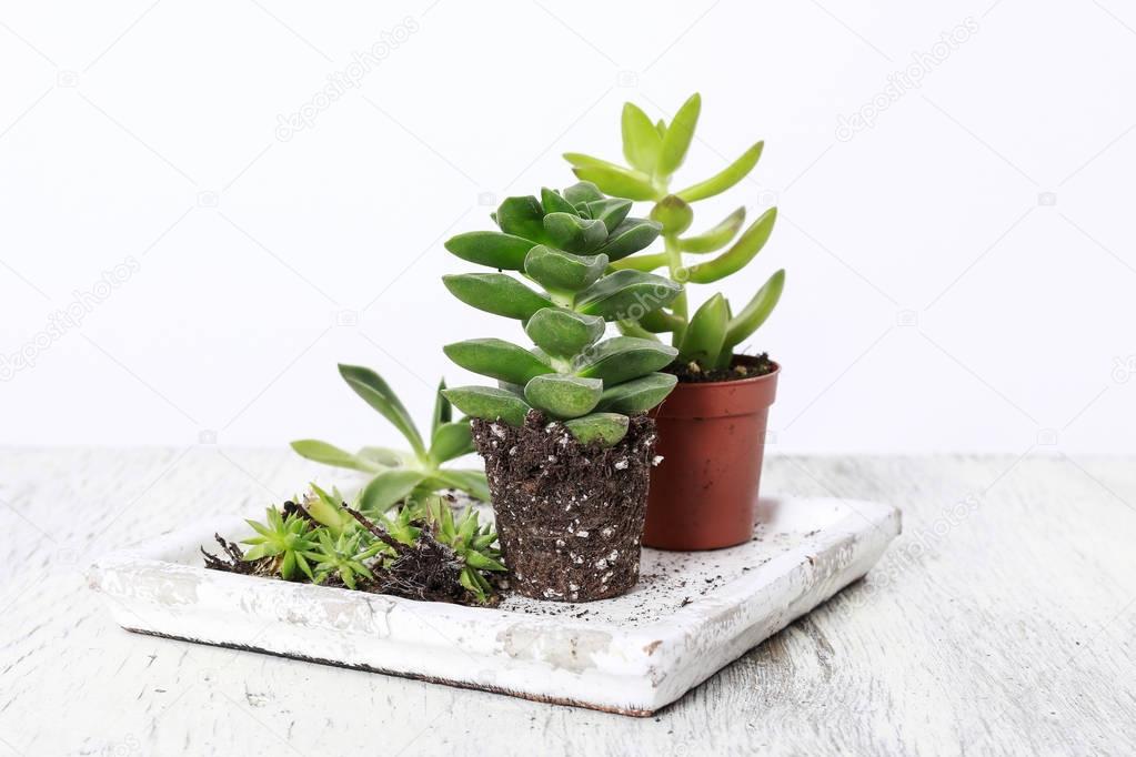 Succulent plants isolated on white background