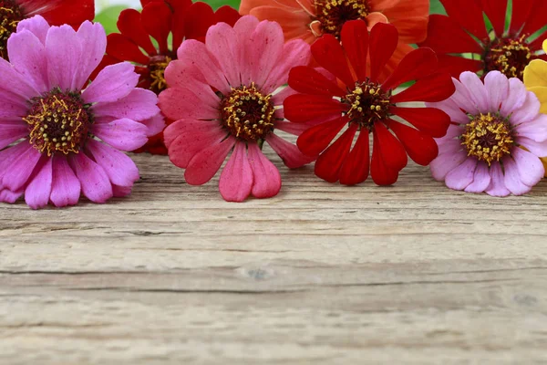 Zinnia flowers on wood — Stock Photo, Image