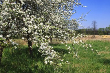 Bahar orchard elma çiçeği