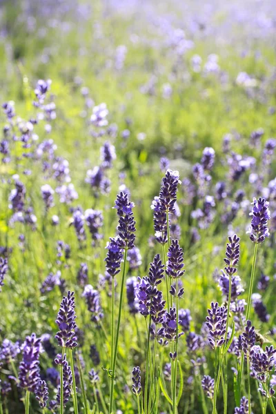 Campo de lavanda a la luz de la mañana — Foto de Stock