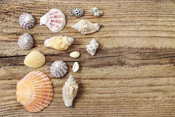 Seashells on a wooden background. — Stock Photo, Image