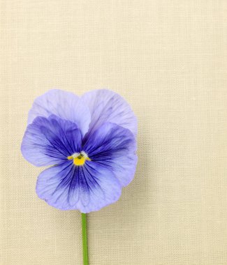 Kağıt arka plan üzerinde homo çiçek