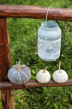 Bahçedeki balkabakları. 