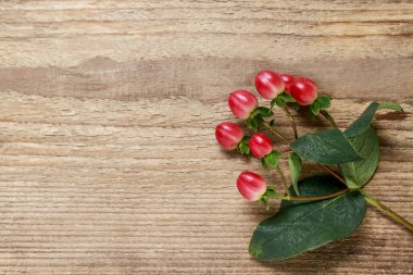 Hypericum twigs ahşap arka plan üzerinde