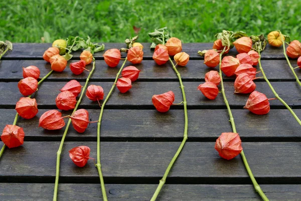 Physalis alkekengi sur fond en bois — Photo