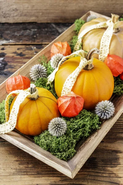 Cómo hacer decoración casera con calabazas, musgo y physalis tut — Foto de Stock