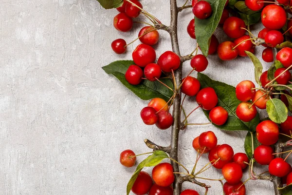 Manzanas Paraíso (Malus pumila Mill ) — Foto de Stock