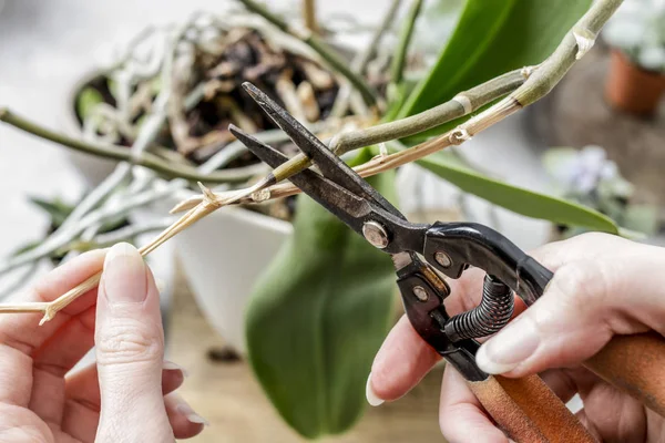 Cortar raíces de orquídea — Foto de Stock